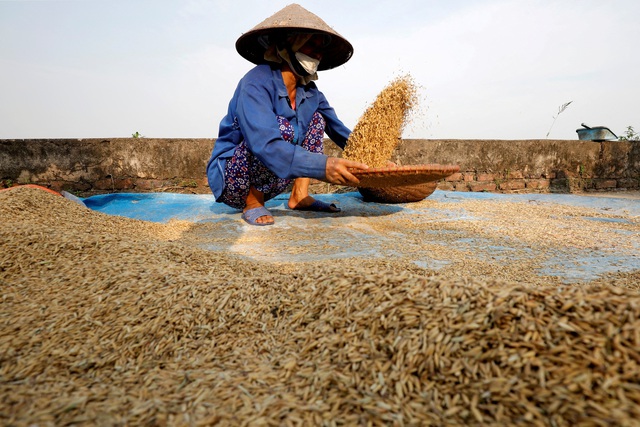 Bài toán an ninh lương thực khi giá gạo xuất khẩu cao kỷ lục? - Ảnh 1.