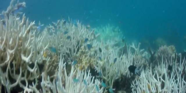 Rạn san hô Great Barrier có thể bị tẩy trắng trên diện rộng - Ảnh 1.