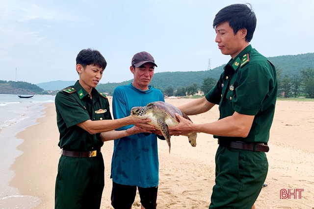 Thả rùa biển quý hiếm nặng hơn 11 kg về môi trường biển - Ảnh 1.