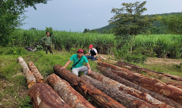 Gia Lai triệt phá vụ khai thác gỗ trái phép quy mô lớn tại rừng giáp ranh - Ảnh 2.