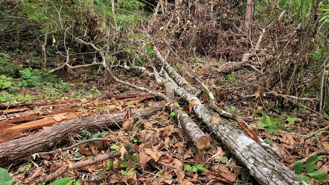 Gia Lai triệt phá vụ khai thác gỗ trái phép quy mô lớn tại rừng giáp ranh - Ảnh 1.