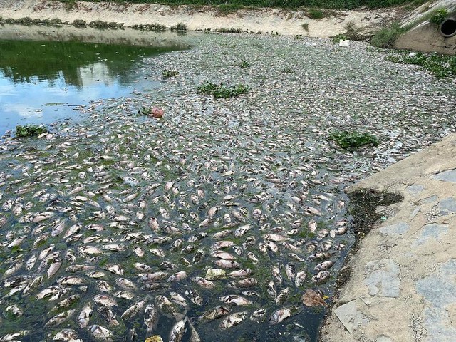 Đà Nẵng: Hàng tấn cá chết nổi trắng kênh Đa Cô sau trận mưa lớn - Ảnh 1.