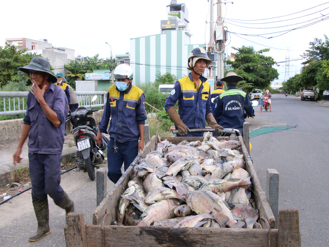 Đà Nẵng: Hàng tấn cá chết nổi trắng kênh Đa Cô sau trận mưa lớn - Ảnh 2.
