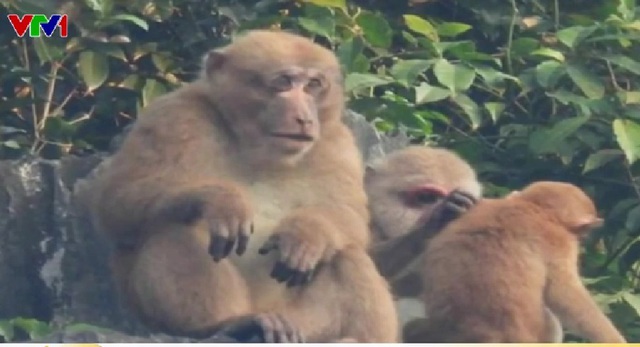 Xuất hiện nhiều đàn khỉ mốc quý hiếm tại Quảng Bình - Ảnh 1.