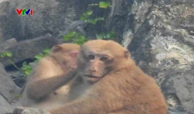 Xuất hiện nhiều đàn khỉ mốc quý hiếm tại Quảng Bình - Ảnh 2.