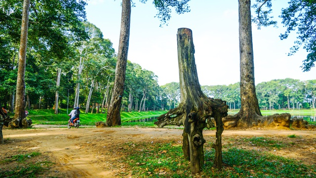 Rừng cổ thụ “độc nhất” giữa thành phố ở Việt Nam - Ảnh 7.