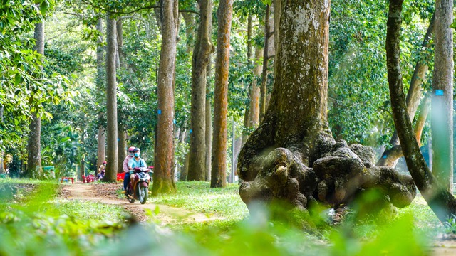 Rừng cổ thụ “độc nhất” giữa thành phố ở Việt Nam - Ảnh 2.