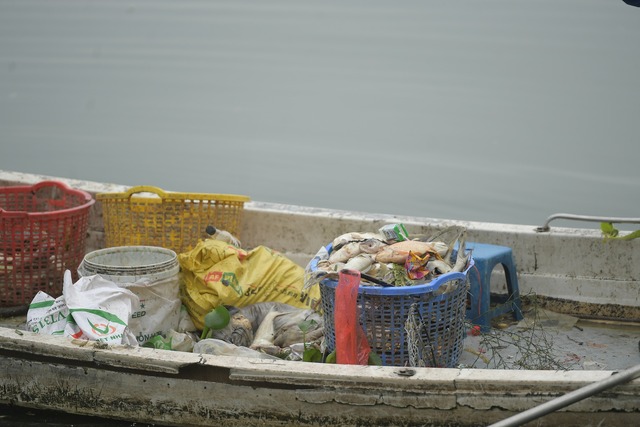 Tái diễn tình trạng cá chết hàng loạt, bốc mùi hôi thối trên Hồ Tây - Ảnh 5.
