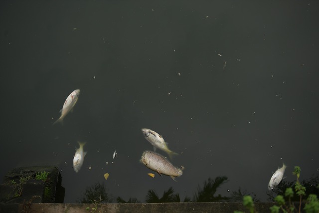 Tái diễn tình trạng cá chết hàng loạt, bốc mùi hôi thối trên Hồ Tây - Ảnh 2.