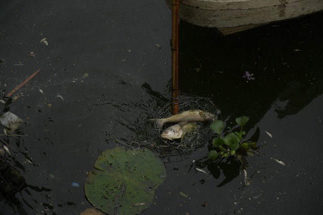 Tái diễn tình trạng cá chết hàng loạt, bốc mùi hôi thối trên Hồ Tây - Ảnh 4.