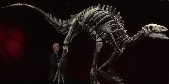 Đấu giá bộ xương khủng long Camptosaurus ở Pháp - Ảnh 1.