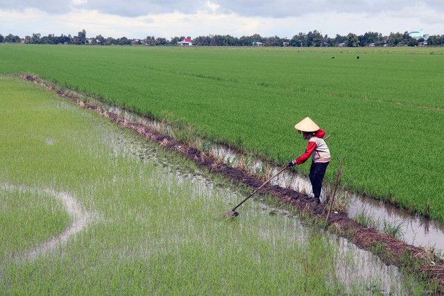 Giá lúa cao, nông dân ồ ạt xuống giống vụ Thu Đông - Ảnh 1.