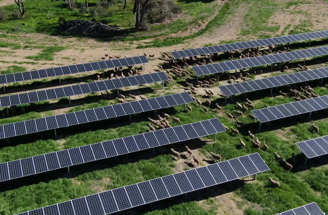 Nông dân Australia chung tay phát triển năng lượng sạch - Ảnh 1.