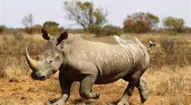 Số lượng tê giác tại châu Phi tăng lần đầu tiên sau một thập kỷ - Ảnh 1.