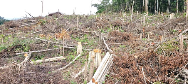 Phát hiện gần 5 ha rừng tự nhiên bị tàn phá trái phép tại Gia Lai - Ảnh 2.