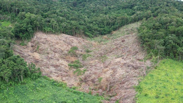 Phát hiện gần 5 ha rừng tự nhiên bị tàn phá trái phép tại Gia Lai - Ảnh 1.