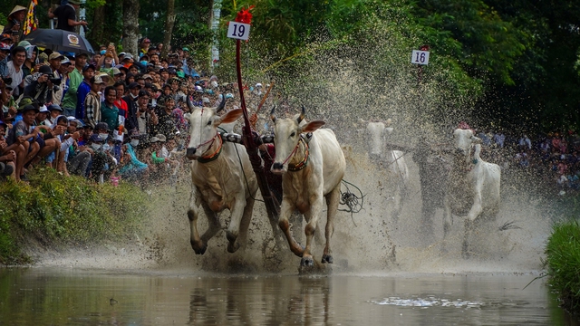 Hội đua bò chùa Rô 2023 - Ảnh 4.