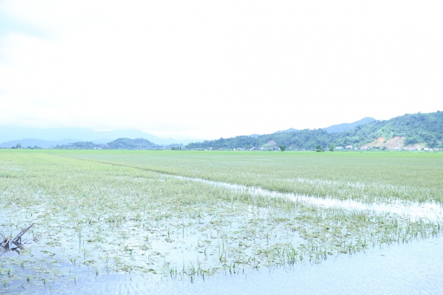 Đắk Lắk: Mưa lớn gây ngập gần 670 ha lúa Hè Thu, hai người bị lũ cuốn trôi - Ảnh 1.