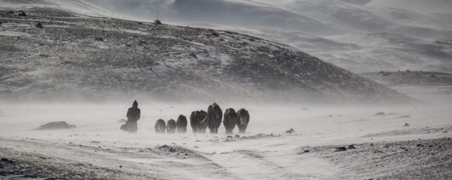 Liên hợp quốc cảnh báo mùa đông vô cùng khắc nghiệt ở Mông Cổ - Ảnh 1.