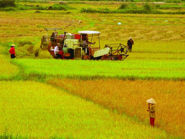 Cơ hội và thách thức của lúa gạo Việt Nam - Ảnh 2.
