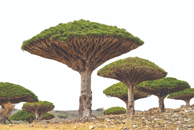 Socotra: Hòn đảo của những điều thú vị - Ảnh 1.