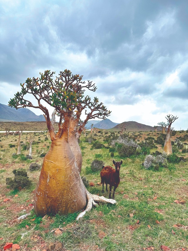 Socotra: Hòn đảo của những điều thú vị - Ảnh 3.