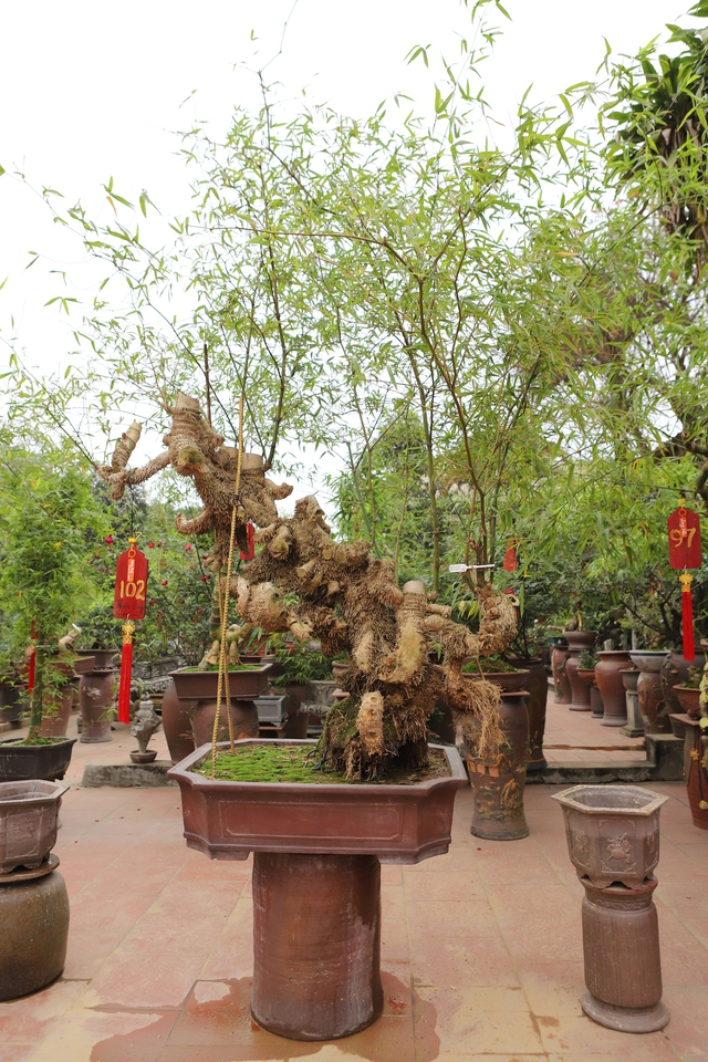 Chàng nghệ nhân bonsai 9x với khát khao lan tỏa giá trị cây tre Việt Nam - Ảnh 7.