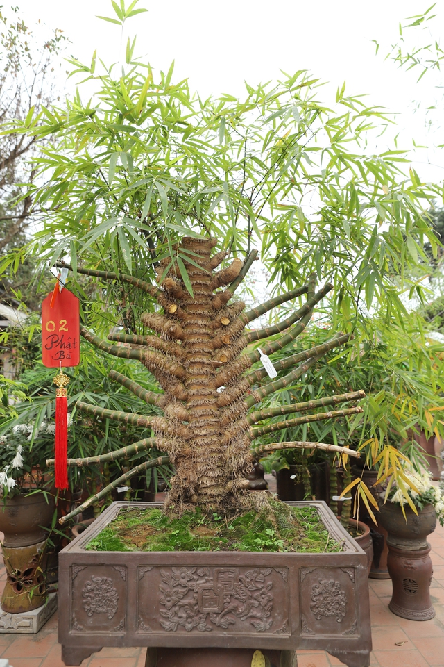 Chàng nghệ nhân bonsai 9x với khát khao lan tỏa giá trị cây tre Việt Nam - Ảnh 8.