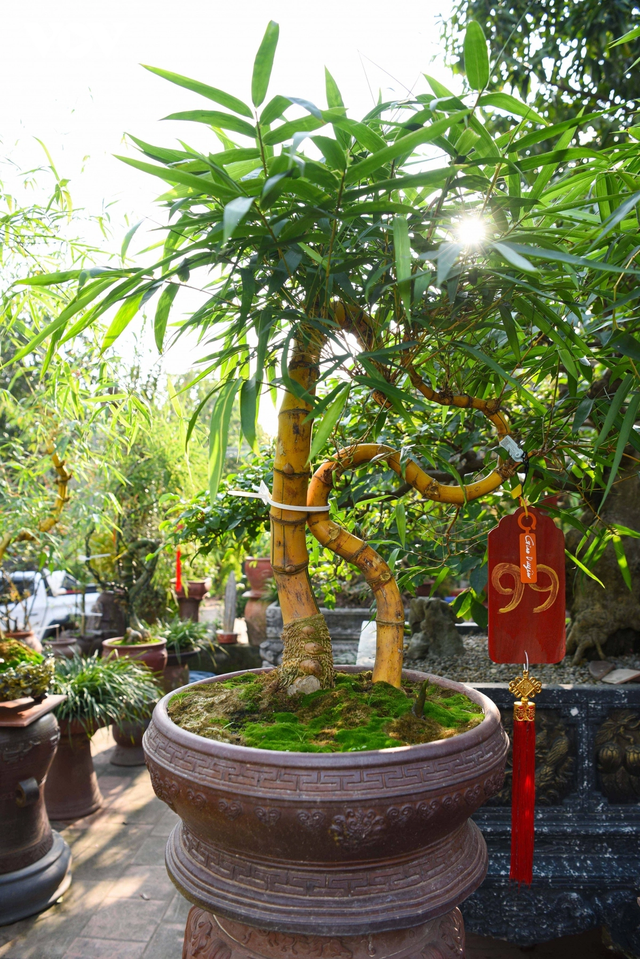 Chàng nghệ nhân bonsai 9x với khát khao lan tỏa giá trị cây tre Việt Nam - Ảnh 9.