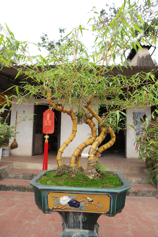 Chàng nghệ nhân bonsai 9x với khát khao lan tỏa giá trị cây tre Việt Nam - Ảnh 10.