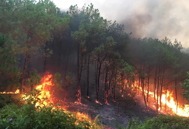 Cảnh báo nguy cơ cao xảy ra cháy rừng ở phía Nam - Ảnh 1.