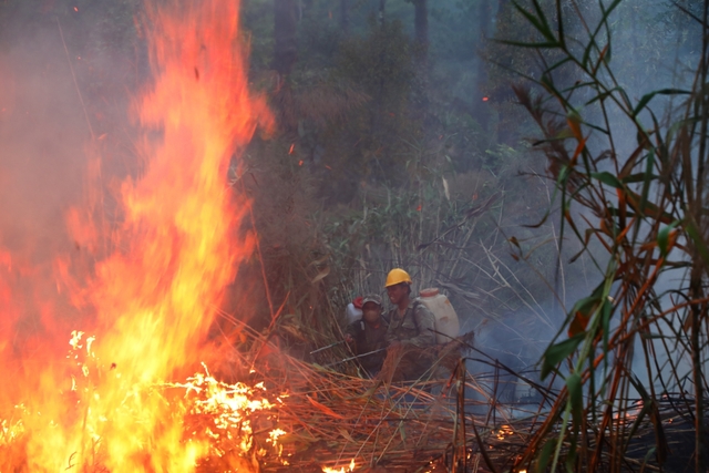 Cháy rừng ở quần thể khu du lịch quốc gia hồ Tuyền Lâm tại Đà Lạt - Ảnh 1.