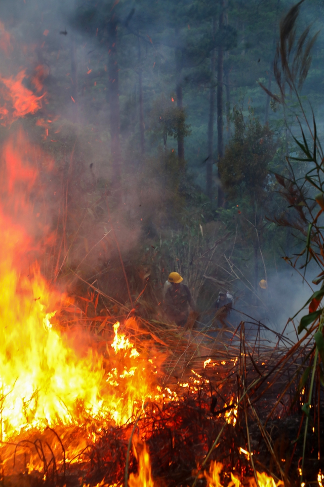 Cháy rừng ở quần thể khu du lịch quốc gia hồ Tuyền Lâm tại Đà Lạt - Ảnh 2.