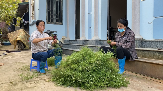 Làng lá mùi tại Hà Nội tất bật vào vụ thu hoạch lớn nhất năm - Ảnh 5.