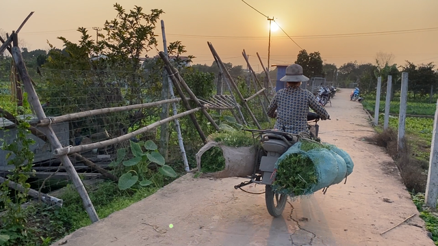 Làng lá mùi tại Hà Nội tất bật vào vụ thu hoạch lớn nhất năm - Ảnh 6.