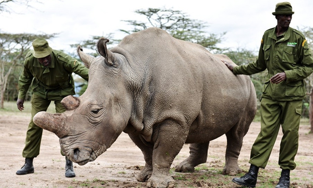 Nam Phi thả 2.000 con tê giác trắng về tự nhiên - Ảnh 1.