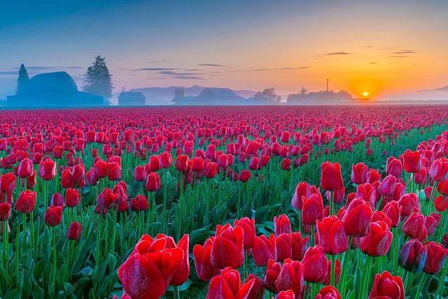 Rực rỡ ngắm nhìn 10 triệu bông hoa tulip nở rộ trong lễ hội hoa tulip lớn nhất tại Mỹ - Ảnh 1.