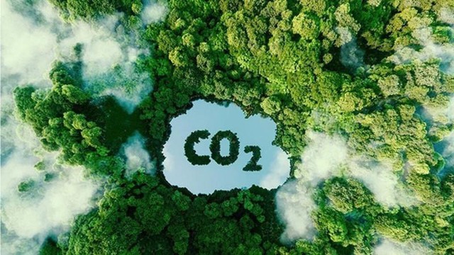 Việt Nam sắp bán trên 5 triệu tín chỉ carbon rừng - Ảnh 1.