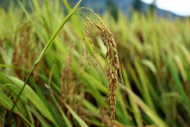 Lúa gạo Việt Nam tiến tới xuất khẩu “được giá, được lượng” - Ảnh 3.