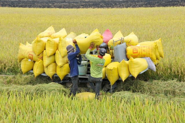 Lúa gạo Việt Nam tiến tới xuất khẩu “được giá, được lượng” - Ảnh 1.