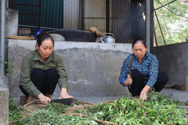 Bảo tồn và phát huy kho báu thuốc nam tại Ninh Bình - Ảnh 2.