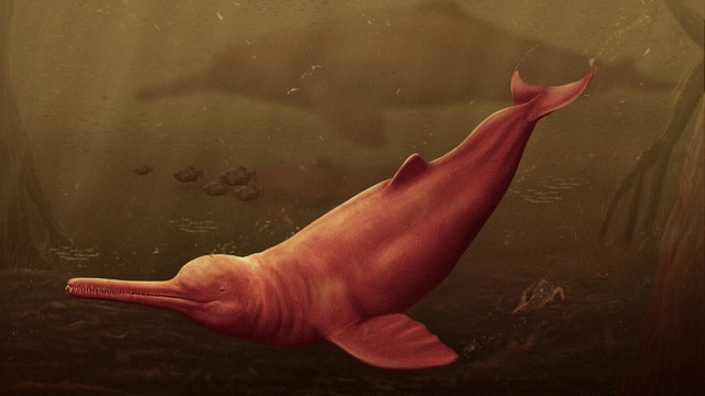 Peru giới thiệu hóa  thạch cá heo 16 triệu năm tuổi  - Ảnh 1.