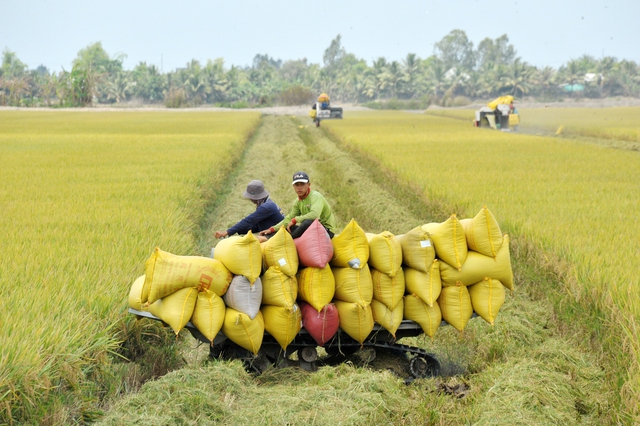 Giá gạo xuất khẩu của Việt Nam tiếp tục tăng - Ảnh 1.
