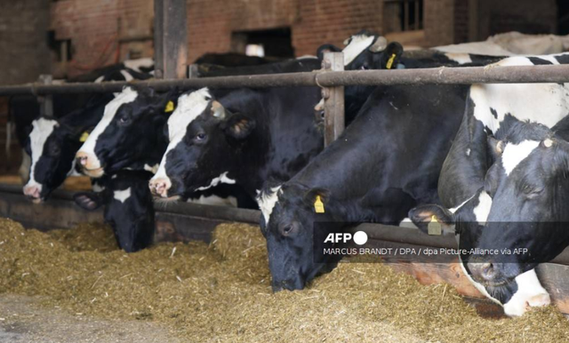 Mỹ phát hiện bò sữa nhiễm H5N1 tại nhiều bang - Ảnh 1.