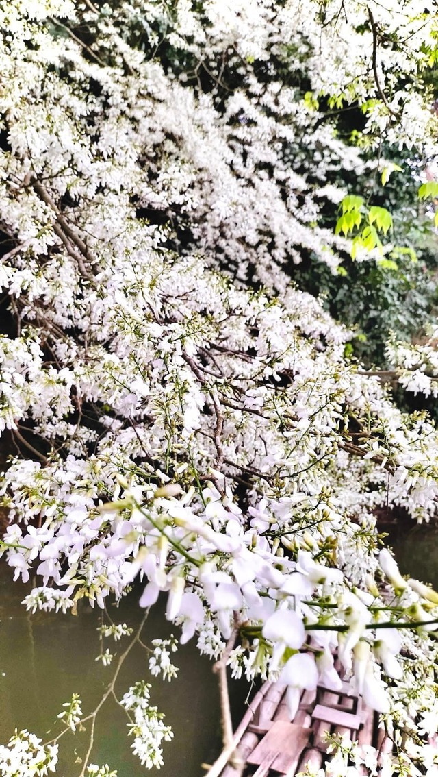 Đẹp ngỡ ngàng mùa hoa Sưa nở trắng rừng Tân Trào - Ảnh 3.