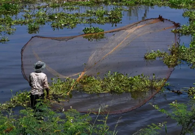 20% loài cá trên sông Mekong đối mặt nguy cơ tuyệt chủng - Ảnh 1.