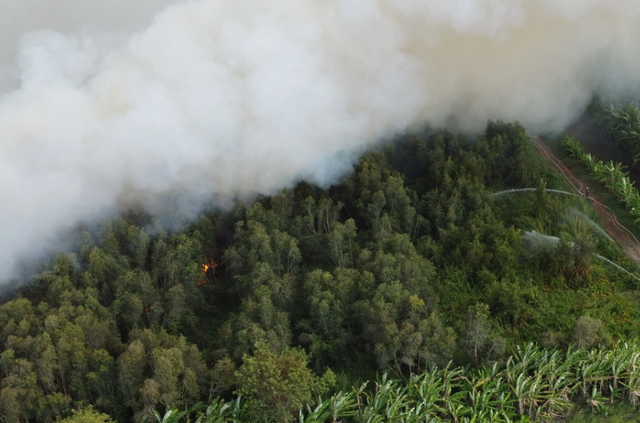 Cháy rừng tại Cà Mau, 40 ha bị thiêu rụi - Ảnh 1.