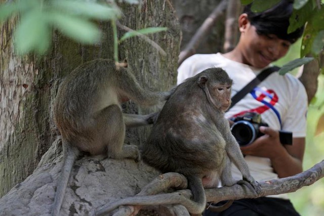 Campuchia điều tra vụ các YouTuber lạm dụng khỉ quay video - Ảnh 1.