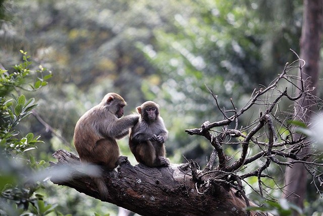 Đảo Rều - ngôi nhà của những chú khỉ hiến thân cho khoa học - Ảnh 1.