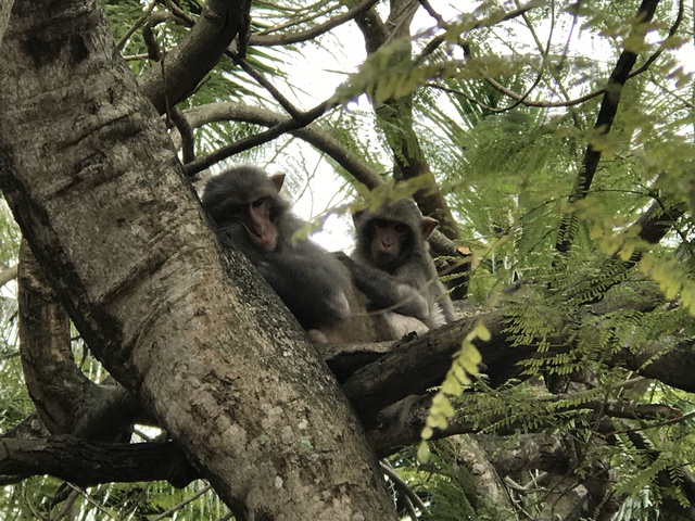 Đảo Rều - ngôi nhà của những chú khỉ hiến thân cho khoa học - Ảnh 9.